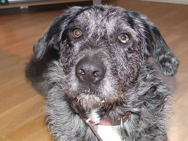 A Otterhound