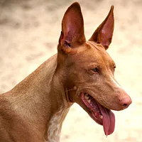 Pharaoh Hound, picture 2 of 8
