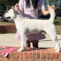 Jindo, picture 6 of 8