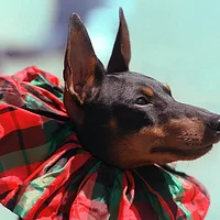 Miniature Pinscher, picture 7 of 10