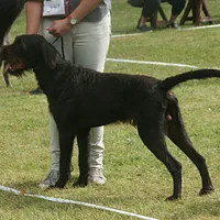 German Wirehaired Pointer