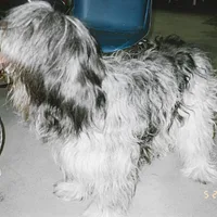 Schapendoes, picture 9 of 9