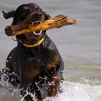 Gordon Setter, picture 5 of 9