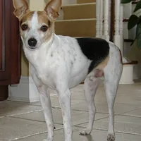 Toy Fox Terrier, picture 3 of 10