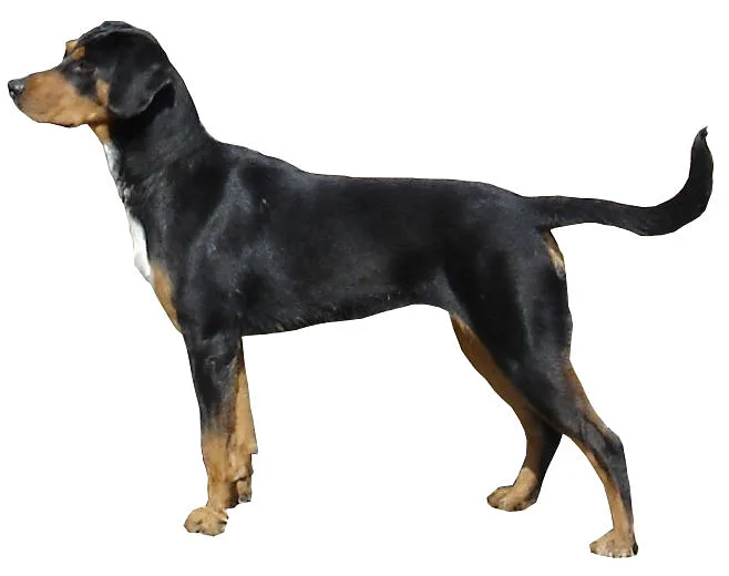 Transylvanian Hound dog, photographed by Desaix83, d'après le travail de Lnko2323