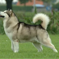A Alaskan Malamute dog