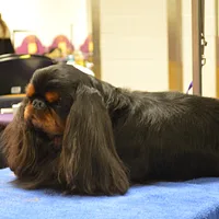 English Toy Spaniel