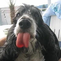 English Cocker Spaniel