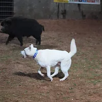 Kishu Ken, picture 9 of 10