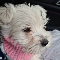 West Highland White Terrier, picture 8 of 8