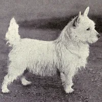 West Highland White Terrier, picture 6 of 8