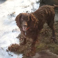 Boykin Spaniel, picture 7 of 8