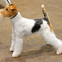 Smooth Fox Terrier