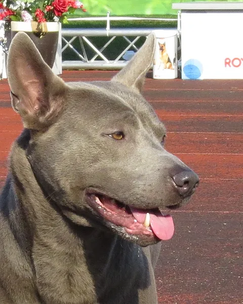 A Thai Ridgeback