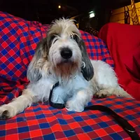 Grand Basset Griffon Vendéen