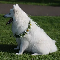 Japanese Spitz, picture 6 of 9