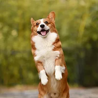 A Pembroke Welsh Corgi dog