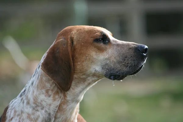 A English Foxhound