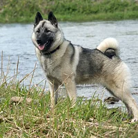 A Norwegian Elkhound dog