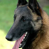 Belgian Sheepdog