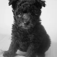 Pumi, picture 10 of 10