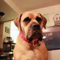 Boerboel, picture 8 of 10
