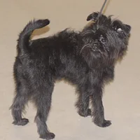 Affenpinscher