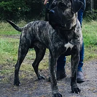 Perro de Presa Canario, picture 5 of 9