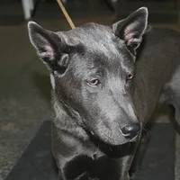 Thai Ridgeback, picture 2 of 9