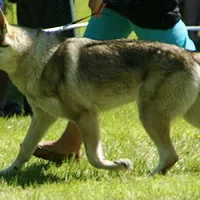 Czechoslovakian Vlcak