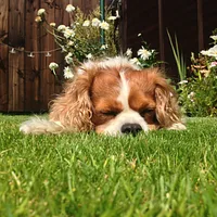 Cavalier King Charles Spaniel