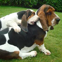 Basset Hound, picture 5 of 9