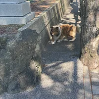 Shetland Sheepdog, picture 9 of 10