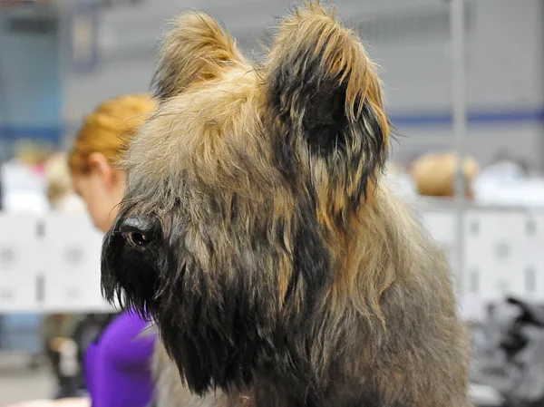 Briard