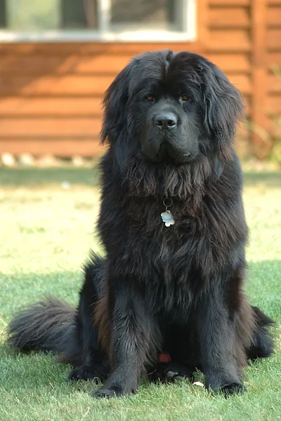 A Newfoundland