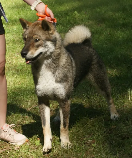 A Shikoku