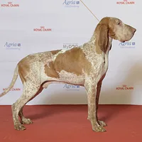 Bracco Italiano