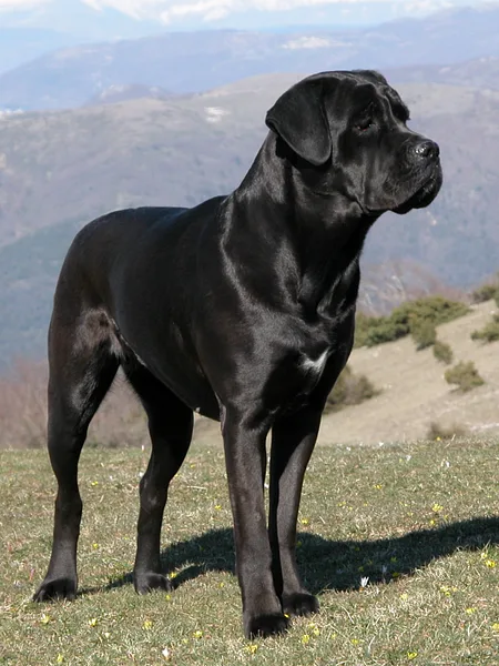 A Cane Corso