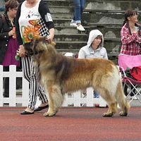Leonberger, picture 9 of 10