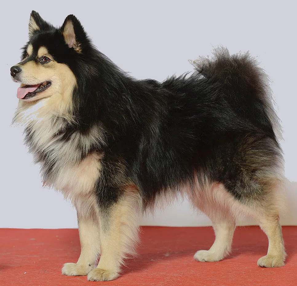 Finnish Lapphund dog, photographed by Svenska Mässan from Sweden, modification (background, cropping) Anka Friedrich