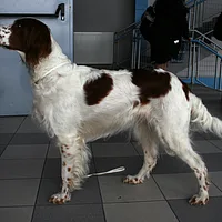 Irish Red and White Setter, picture 5 of 10