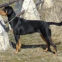 Transylvanian Hound, picture 4 of 8