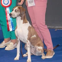 American Leopard Hound, picture 10 of 10