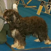Portuguese Sheepdog, picture 10 of 10