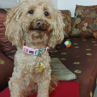Poodle (Standard), picture 6 of 9