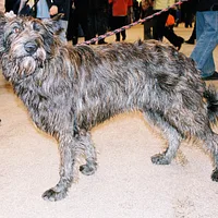 Berger Picard, picture 7 of 9