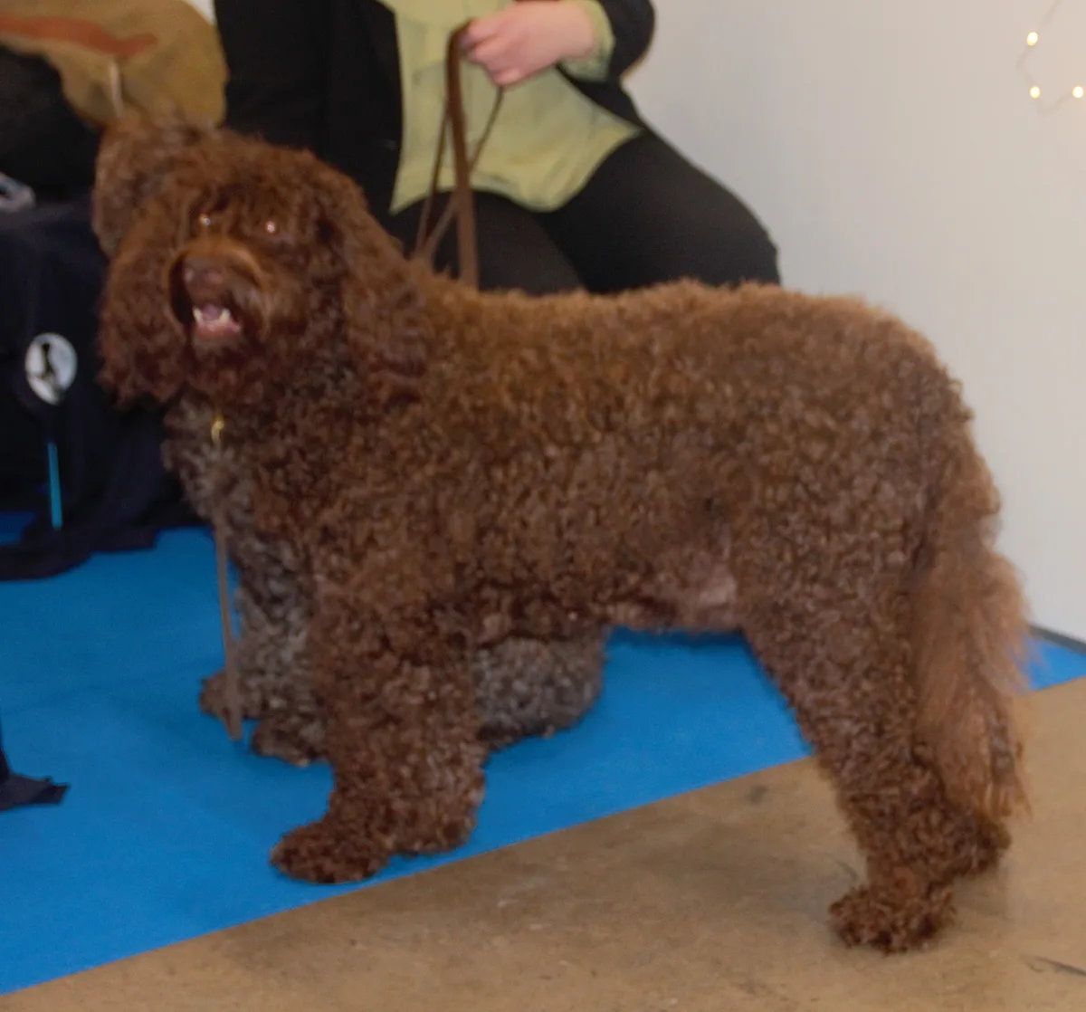 Barbet