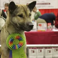 Kishu Ken, picture 10 of 10