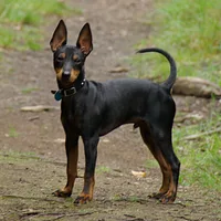 A Manchester Terrier (Toy) dog