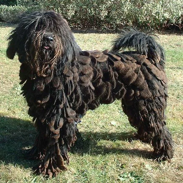 A Bergamasco Sheepdog